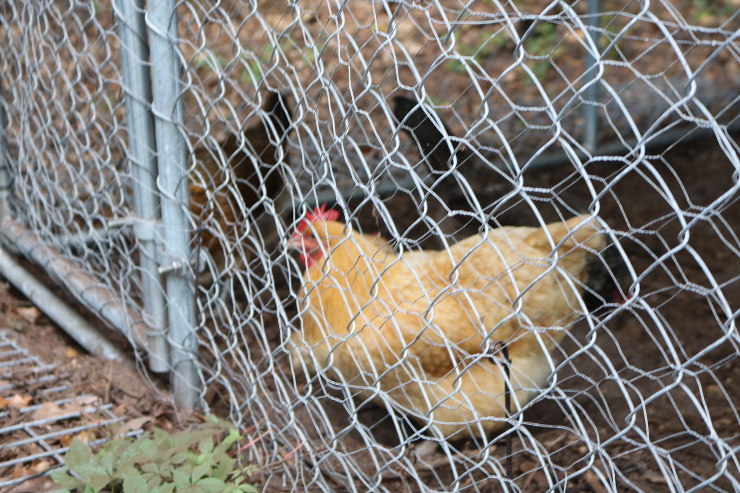 The resort is also home to a chicken coop.